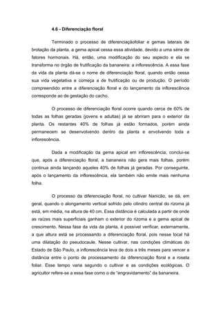 4.6 - Diferenciação floral
Terminado o processo de diferenciaçãofoliar e gemas laterais de
brotação da planta, a gema apical cessa essa atividade, devido a uma série de
fatores hormonais. Há, então, uma modificação do seu aspecto e ela se
transforma no órgão de frutificação da bananeira: a inflorescência. A essa fase
da vida da planta dá-se o nome de diferenciação floral, quando então cessa
sua vida vegetativa e começa a de frutificação ou de produção. O período
compreendido entre a diferenciação floral e do lançamento da inflorescência
corresponde ao de gestação do cacho.
O processo de diferenciação floral ocorre quando cerca de 60% de
todas as folhas geradas (jovens e adultas) já se abriram para o exterior da
planta. Os restantes 40% de folhas já estão formados, porém ainda
permanecem se desenvolvendo dentro da planta e envolvendo toda a
inflorescência.
Dada a modificação da gema apical em inflorescência, conclui-se
que, após a diferenciação floral, a bananeira não gera mais folhas, porém
continua ainda lançando aqueles 40% de folhas já geradas. Por conseguinte,
após o lançamento da inflorescência, ela também não emite mais nenhuma
folha.
O processo da diferenciação floral, no cultivar Nanicão, se dá, em
geral, quando o alongamento vertical sofrido pelo cilindro central do rizoma já
está, em média, na altura de 40 cm. Essa distância é calculada a partir de onde
as raízes mais superficiais ganham o exterior do rizoma e a gema apical de
crescimento. Nessa fase da vida da planta, é possível verificar, externamente,
a que altura está se processando a diferenciação floral, pois nesse local há
uma dilatação do pseudocaule. Nesse cultivar, nas condições climáticas do
Estado de São Paulo, a inflorescência leva de dois a três meses para vencer a
distância entre o ponto de processamento da diferenciação floral e a roseta
foliar. Esse tempo varia segundo o cultivar e as condições ecológicas. O
agricultor refere-se a essa fase como o de “engravidamento” da bananeira.
 