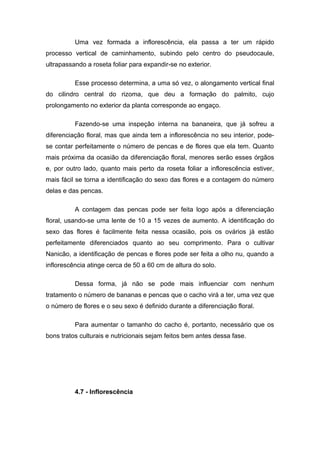 Uma vez formada a inflorescência, ela passa a ter um rápido
processo vertical de caminhamento, subindo pelo centro do pseudocaule,
ultrapassando a roseta foliar para expandir-se no exterior.
Esse processo determina, a uma só vez, o alongamento vertical final
do cilindro central do rizoma, que deu a formação do palmito, cujo
prolongamento no exterior da planta corresponde ao engaço.
Fazendo-se uma inspeção interna na bananeira, que já sofreu a
diferenciação floral, mas que ainda tem a inflorescência no seu interior, pode-
se contar perfeitamente o número de pencas e de flores que ela tem. Quanto
mais próxima da ocasião da diferenciação floral, menores serão esses órgãos
e, por outro lado, quanto mais perto da roseta foliar a inflorescência estiver,
mais fácil se torna a identificação do sexo das flores e a contagem do número
delas e das pencas.
A contagem das pencas pode ser feita logo após a diferenciação
floral, usando-se uma lente de 10 a 15 vezes de aumento. A identificação do
sexo das flores é facilmente feita nessa ocasião, pois os ovários já estão
perfeitamente diferenciados quanto ao seu comprimento. Para o cultivar
Nanicão, a identificação de pencas e flores pode ser feita a olho nu, quando a
inflorescência atinge cerca de 50 a 60 cm de altura do solo.
Dessa forma, já não se pode mais influenciar com nenhum
tratamento o número de bananas e pencas que o cacho virá a ter, uma vez que
o número de flores e o seu sexo é definido durante a diferenciação floral.
Para aumentar o tamanho do cacho é, portanto, necessário que os
bons tratos culturais e nutricionais sejam feitos bem antes dessa fase.
4.7 - Inflorescência
 