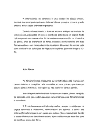 A inflorescência da bananeira é uma espécie de espiga simples,
terminal, que emerge do centro das bainhas foliares, protegida por uma grande
bráctea, muitas vezes chamada de placenta.
Quando o florescimento, o ápice se avoluma e origina as brácteas da
inflorescência, produzidas em série e distribuída pela ráquis em espiral. Cada
bráctea possui uma massa axilar de forma côncava que constitui os primórdios
da penca, onde se diferenciam as flores, dispostas alternadamente em duas
fileiras paralelas, com desenvolvimento simultâneo. O número de pencas varia
com a cultivar e as condições de vegetação da planta, podendo chegar a 13-
14.
4.8 – Flores
As flores femininas, masculinas ou hermafroditas estão reunidas em
pencas isoladas e protegidas cada uma delas por uma bráctea, que é sempre
caduca para as femininas, o que pode ou não acontecer para as demais.
Em cada penca encontram-se flores de um só sexo, porém na região
de transição entre elas, podem aparecer numa mesma penca, flores femininas
e masculinas.
A flor da banana comestível é zigomórfica, sempre completa com os
órgãos femininos e masculinos, verificando-se em algumas a atrofia das
anteras (flores femininas) e, em outras, dos ovários (flores masculinas). Devido
a essas diferenças no tamanho do ovário, é possível basear-se neste fato para
se identificar o sexo das flores.
 