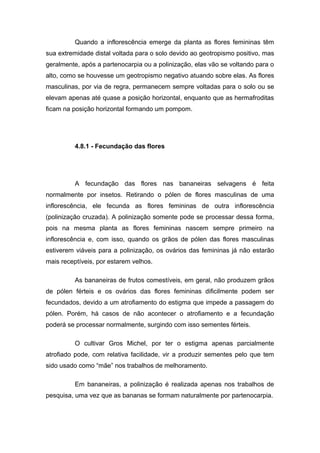 Quando a inflorescência emerge da planta as flores femininas têm
sua extremidade distal voltada para o solo devido ao geotropismo positivo, mas
geralmente, após a partenocarpia ou a polinização, elas vão se voltando para o
alto, como se houvesse um geotropismo negativo atuando sobre elas. As flores
masculinas, por via de regra, permanecem sempre voltadas para o solo ou se
elevam apenas até quase a posição horizontal, enquanto que as hermafroditas
ficam na posição horizontal formando um pompom.
4.8.1 - Fecundação das flores
A fecundação das flores nas bananeiras selvagens é feita
normalmente por insetos. Retirando o pólen de flores masculinas de uma
inflorescência, ele fecunda as flores femininas de outra inflorescência
(polinização cruzada). A polinização somente pode se processar dessa forma,
pois na mesma planta as flores femininas nascem sempre primeiro na
inflorescência e, com isso, quando os grãos de pólen das flores masculinas
estiverem viáveis para a polinização, os ovários das femininas já não estarão
mais receptíveis, por estarem velhos.
As bananeiras de frutos comestíveis, em geral, não produzem grãos
de pólen férteis e os ovários das flores femininas dificilmente podem ser
fecundados, devido a um atrofiamento do estigma que impede a passagem do
pólen. Porém, há casos de não acontecer o atrofiamento e a fecundação
poderá se processar normalmente, surgindo com isso sementes férteis.
O cultivar Gros Michel, por ter o estigma apenas parcialmente
atrofiado pode, com relativa facilidade, vir a produzir sementes pelo que tem
sido usado como “mãe” nos trabalhos de melhoramento.
Em bananeiras, a polinização é realizada apenas nos trabalhos de
pesquisa, uma vez que as bananas se formam naturalmente por partenocarpia.
 