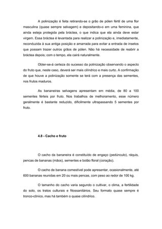 A polinização é feita retirando-se o grão de pólen fértil de uma flor
masculina (quase sempre selvagem) e depositando-o em uma feminina, que
ainda esteja protegida pela bráctea, o que indica que ela ainda deve estar
virgem. Essa bráctea é levantada para realizar a polinização e, imediatamente,
reconduzida à sua antiga posição e amarrada para evitar a entrada de insetos
que possam trazer outros grãos de pólen. Não há necessidade de reabrir a
bráctea depois; com o tempo, ela cairá naturalmente.
Obter-se-á certeza do sucesso da polinização observando o aspecto
do fruto que, neste caso, deverá ser mais cilíndrico e mais curto. A confirmação
de que houve a polinização somente se terá com a presença das sementes,
nos frutos maduros.
As bananeiras selvagens apresentam em média, de 80 a 100
sementes férteis por fruto. Nos trabalhos de melhoramento, esse número
geralmente é bastante reduzido, dificilmente ultrapassando 5 sementes por
fruto.
4.8 - Cacho e fruto
O cacho da bananeira é constituído de engaço (pedúnculo), ráquis,
pencas de bananas (mãos), sementes e botão floral (coração).
O cacho de banana comestível pode apresentar, ocasionalmente, até
600 bananas reunidas em 20 ou mais pencas, com peso ao redor de 100 kg.
O tamanho do cacho varia segundo o cultivar, o clima, a fertilidade
do solo, os tratos culturais e fitossanitários. Seu formato quase sempre é
tronco-cônico, mas há também o quase cilíndrico.
 