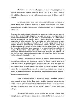 Medindo-se seu comprimento, apenas na parte em que as pencas de
bananas se inserem, pode-se encontrar alguns com 20 a 30 cm ou até com
200 a 250 cm. Da mesma forma, o diâmetro do cacho varia de 20 cm a até 60
a 70 cm.
As pencas podem estar mais ou menos imbricadas uma sobre as
outras, dando-lhe a aparência de maior ou menor compactação. Essa é uma
característica do cultivar, mas pode ser influenciada pelos fatores ecológicos e
nutricionais.
O engaço é o pedúnculo da inflorescência, sendo conhecido como o cabo do
cacho. Ele é a continuação do palmito que, por sua vez, é o alongamento do
cilindro central do rizoma. Ele tem início no ponto de fixação da última folha e
termina na inserção da primeira penca. Botanicamente, é conhecido por
pedúnculo da inflorescência. Ele é revestido por pêlos rudimentares, com
comprimento variável, segundo o cultivar. A forma do engaço sendo de uma
bengala, facilita o transporte do cacho após a colheita. Devido a isso, esse
órgão também é conhecido como bengala do cacho. Dependendo do cultivar,
das condições ecológicas reinantes antes do lançamento da inflorescência, da
situação fitossanitária e das fertilizações, a distância do ápice da alça do
engaço até a base da primeira penca, pode variar de quase 0 a mais de 100
cm. Seu diâmetro é igualmente influenciado pelos mesmos fatores, podendo
oscilar entre os limites de 5 e 15 cm.
A ráquis, continuação do engaço, é definida botanicamente como
eixo da inflorescência, que é onde se inserem as flores. Inicia-se a partir do
ponto de inserção da primeira penca e termina no botão floral. Ela pode ser
dividida em ráquis feminina, ráquis masculina e ráquis hermafrodita, conforme
o sexo das pencas das flores que nela se inserem. À medida que a ráquis se
alonga, sua extremidade final fica mais fina, podendo terminar com apenas 2
cm ou menos de diâmetro.
Entre os bananicultores, a expressão “ráquis” refere-se apenas à
parte masculina deste órgão. Esta parte, também chamada como rabo-do-
cacho, pode se apresentar despida ou não de restos florais e suas respectivas
brácteas. O comprimento total e a sua forma (curvatura) variam segundo o
cultivar.
Na extremidade final da ráquis feminina, encontra-se o botão floral
(coração ou mangará) que é o conjunto de pencas de flores masculinas ainda
 