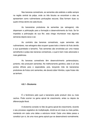 Nas bananas comestíveis, as sementes são estéreis e estão sempre
na região central da polpa, onde os três lóculos se encontram e elas se
apresentam como rudimentares pontuações escuras. Elas formam duas ou
quatro linhas dentro de cada lóculo.
As bananeiras produtoras de sementes (as selvagens) não
dispensam a polinização para a formação e desenvolvimento do fruto. Se for
impedida a polinização de sua flor, esta chega intumescer mas algumas
semanas depois seca e cai.
Ao contrário das bananas comestíveis, cujas sementes são
rudimentares, nas selvagens elas ocupam quase todo o interior do fruto devido
a sua quantidade e tamanho. Tais sementes são envolvidas por uma massa
semelhante à polpa das bananas comestíveis, a qual é bem mais adocicada e
mais gelatinosa.
As bananas comestíveis têm desenvolvimento partenocárpico,
portanto, não produzem sementes. No melhoramento genético, este é um dos
pontos difíceis para o especialista, pois, lançando mão de bananeiras
produtoras de frutos com sementes, ele deverá obter híbridos, cujas frutas não
as tenham.
4.8.1 - Dicotomia
É o fenômeno pelo qual a bananeira pode produzir dois ou mais
cachos. Pode ocorrer na gema apical de crescimento, antes ou depois da
diferenciação floral.
A dicotomia consiste no fato da gema apical de crescimento, durante
o seu processo vegetativo de multiplicação, dividir-se em duas ou mais partes,
mantendo em cada uma delas a estrutura inicial. Cada uma delas passa a
constituir por si, de uma nova gema apical que se desenvolverá normalmente.
 