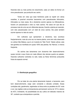 Havendo dois ou mais pontos de crescimento, cada um deles irá formar um
novo pseudocaule, que produzirá seu cacho.
Tendo em vista que esse fenômeno pode se repetir em várias
ocasiões, é possível encontrar bananeiras com pseudocaules bifurcados,
trifurcados ou mais vezes. Se a dicotomia ocorrer apenas na inflorescência,
haverá um pseudocaule e dois ou mais cachos. Há casos em que ela se
processa mais de uma vez em diferentes épocas, ficando a planta por exemplo,
com dois pseudocaules com um total de cinco cachos. Ela pode também
ocorrer apenas no rabo do cacho.
Em cultivares que apresentam a dicotomia, isso acontece
freqüentemente, mais de uma vez na mesma planta, como tem sido observado
no cultivar São Mateus, que é um mutante do “São Tomé”. Neste cultivar, esta
tara genética se manifesta em quase 100% das plantas. Na “Nanica”, é menos
freqüente.
Os cachos das bananeiras com dicotomia têm desenvolvimento
quase normal e seus frutos em nada diferem dos demais quanto ao paladar.
Havendo suficiente nutrientes no solo, todas as flores femininas produzirão
frutos de aspecto normal.
5 - Distribuição geográfica
Por se tratar de uma planta tipicamente tropical, a bananeira, para
bom desenvolvimento, exige calor constante e elevada umidade. Essas
condições são, geralmente, registradas na faixa entre os paralelos de 30° norte
e sul, nas regiões onde as temperaturas permanecem acima de 10°C e abaixo
de 40°C. Entretanto, há possibilidade de seu cultivo em latitudes maiores de
30°, contanto que a temperatura o permita.
 