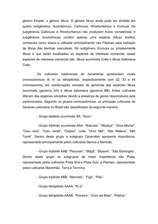 gênero Ensete, o gênero Musa. O gênero Musa ainda pode ser dividido em
quatro subgêneros: Australimusa, Callimusa, Rhodochlamys e Eumusa. Os
subgêneros Callimusa e Rhodochlamys não produzem frutos comestíveis; o
subgêneros Australimusa contém apenas uma espécie (Musa textilis),
conhecida como abacá e utilizada principalmente nas Filipinas para extração
de fibras das bainhas vasculares. No subgênero Eumusa ou simplesmente
Musa é que estão localizadas as espécies de interesse comercial, essas
espécies de interesse comercial são: Musa acuminata Colla e Musa balbisiana
Colla.
Os cultivares tradicionais de bananeiras apresentam níveis
cromossômicos di, tri ou tetraplóides, respectivamente com 22, 33 e 44
cromossomos, em combinações variadas de genomas das espécies Musa
acuminata (genoma AA) e Musa balvisiana (genoma BB). Estes cultivares
diferem das espécies silvestres devido a presença de genes responsáveis pela
partenocarpia. Segundo os grupos cromossômicos, os principais cultivares de
bananas cultivados no Brasil são classificados da seguinte maneira:
- Grupo diplóide acuminata AA: “Ouro”.
- Grupo triplóide acuminata AAA: “Robusta”, “Mestiça”, “Gros-Michel”,
“Caru roxa”, “Caru verde”, “Caipira”, Leite, “Ouro Mel”, “São Mateus”, São
Tomé”. Dentro deste grupo o subgrupo Cavendish apresenta importância,
representado principalmente pelos cultivares Nanica e Nanicão.
- Grupo triplóide AAB: “Pacovan”, “Maçã”, “Mysore”, “São Domingos”.
Dentro deste grupo os subgrupos de maior importância são Prata,
representado pelos cultivares Prata Anã e Prata Zulu, e Plantain, representado
pelos cultivares Maranhão, Terra e Terrinha.
- Grupo triplóide ABB: “Marmelo”, “Figo”, “Pão”.
- Grupo tetraplóide AAAA: “IC-2”.
- Grupo tetraplóide AAAB: “Pioneira”, “Ouro da Mata”, “Platina”.
 