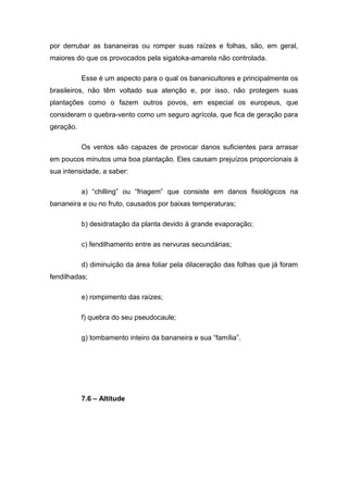 por derrubar as bananeiras ou romper suas raízes e folhas, são, em geral,
maiores do que os provocados pela sigatoka-amarela não controlada.
Esse é um aspecto para o qual os bananicultores e principalmente os
brasileiros, não têm voltado sua atenção e, por isso, não protegem suas
plantações como o fazem outros povos, em especial os europeus, que
consideram o quebra-vento como um seguro agrícola, que fica de geração para
geração.
Os ventos são capazes de provocar danos suficientes para arrasar
em poucos minutos uma boa plantação. Eles causam prejuízos proporcionais à
sua intensidade, a saber:
a) “chilling” ou “friagem” que consiste em danos fisiológicos na
bananeira e ou no fruto, causados por baixas temperaturas;
b) desidratação da planta devido à grande evaporação;
c) fendilhamento entre as nervuras secundárias;
d) diminuição da área foliar pela dilaceração das folhas que já foram
fendilhadas;
e) rompimento das raízes;
f) quebra do seu pseudocaule;
g) tombamento inteiro da bananeira e sua “família”.
7.6 – Altitude
 