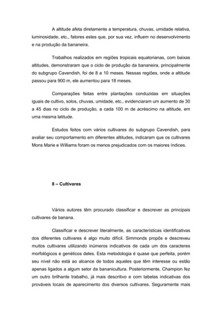 A altitude afeta diretamente a temperatura, chuvas, umidade relativa,
luminosidade, etc., fatores estes que, por sua vez, influem no desenvolvimento
e na produção da bananeira.
Trabalhos realizados em regiões tropicais equatorianas, com baixas
altitudes, demonstraram que o ciclo de produção da bananeira, principalmente
do subgrupo Cavendish, foi de 8 a 10 meses. Nessas regiões, onde a altitude
passou para 900 m, ele aumentou para 18 meses.
Comparações feitas entre plantações conduzidas em situações
iguais de cultivo, solos, chuvas, umidade, etc., evidenciaram um aumento de 30
a 45 dias no ciclo de produção, a cada 100 m de acréscimo na altitude, em
uma mesma latitude.
Estudos feitos com vários cultivares do subgrupo Cavendish, para
avaliar seu comportamento em diferentes altitudes, indicaram que os cultivares
Mons Marie e Williams foram os menos prejudicados com os maiores índices.
8 – Cultivares
Vários autores têm procurado classificar e descrever as principais
cultivares de banana.
Classificar e descrever literalmente, as características identificativas
dos diferentes cultivares é algo muito difícil. Simmonds propôs e descreveu
muitos cultivares utilizando inúmeros indicativos de cada um dos caracteres
morfológicos e genéticos deles. Esta metodologia é quase que perfeita, porém
seu nível não está ao alcance de todos aqueles que têm interesse ou estão
apenas ligados a algum setor da bananicultura. Posteriormente, Champion fez
um outro brilhante trabalho, já mais descritivo e com tabelas indicativas dos
prováveis locais de aparecimento dos diversos cultivares. Seguramente mais
 