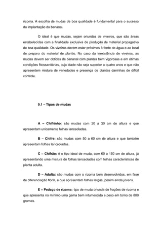rizoma. A escolha de mudas de boa qualidade é fundamental para o sucesso
da implantação do bananal.
O ideal é que mudas, sejam oriundas de viveiros, que são áreas
estabelecidas com a finalidade exclusiva de produção de material propagativo
de boa qualidade. Os viveiros devem estar próximos à fonte de água e ao local
de preparo do material de plantio. No caso da inexistência de viveiros, as
mudas devem ser obtidas de bananal com plantas bem vigorosas e em ótimas
condições fitossanitárias, cuja idade não seja superior a quatro anos e que não
apresentem mistura de variedades e presença de plantas daninhas de difícil
controle.
9.1 – Tipos de mudas
A – Chifrinho: são mudas com 20 a 30 cm de altura e que
apresentam unicamente folhas lanceoladas.
B – Chifre: são mudas com 50 a 60 cm de altura e que também
apresentam folhas lanceoladas.
C – Chifrão: é o tipo ideal de muda, com 60 a 150 cm de altura, já
apresentando uma mistura de folhas lanceoladas com folhas características de
planta adulta.
D – Adulta: são mudas com o rizoma bem desenvolvidos, em fase
de diferenciação floral, e que apresentam folhas largas, porém ainda jovens.
E – Pedaço de rizoma: tipo de muda oriunda de frações de rizoma e
que apresenta no mínimo uma gema bem intumescida e peso em torno de 800
gramas.
 