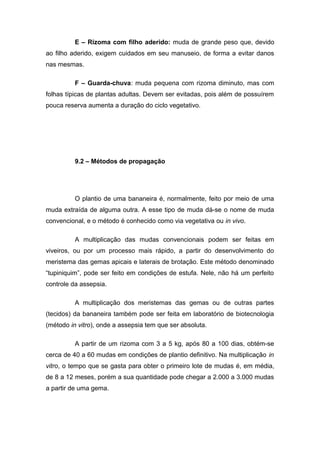 E – Rizoma com filho aderido: muda de grande peso que, devido
ao filho aderido, exigem cuidados em seu manuseio, de forma a evitar danos
nas mesmas.
F – Guarda-chuva: muda pequena com rizoma diminuto, mas com
folhas típicas de plantas adultas. Devem ser evitadas, pois além de possuírem
pouca reserva aumenta a duração do ciclo vegetativo.
9.2 – Métodos de propagação
O plantio de uma bananeira é, normalmente, feito por meio de uma
muda extraída de alguma outra. A esse tipo de muda dá-se o nome de muda
convencional, e o método é conhecido como via vegetativa ou in vivo.
A multiplicação das mudas convencionais podem ser feitas em
viveiros, ou por um processo mais rápido, a partir do desenvolvimento do
meristema das gemas apicais e laterais de brotação. Este método denominado
“tupiniquim”, pode ser feito em condições de estufa. Nele, não há um perfeito
controle da assepsia.
A multiplicação dos meristemas das gemas ou de outras partes
(tecidos) da bananeira também pode ser feita em laboratório de biotecnologia
(método in vitro), onde a assepsia tem que ser absoluta.
A partir de um rizoma com 3 a 5 kg, após 80 a 100 dias, obtém-se
cerca de 40 a 60 mudas em condições de plantio definitivo. Na multiplicação in
vitro, o tempo que se gasta para obter o primeiro lote de mudas é, em média,
de 8 a 12 meses, porém a sua quantidade pode chegar a 2.000 a 3.000 mudas
a partir de uma gema.
 
