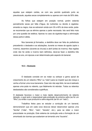 aquelas que estejam caídas, as com seu pecíolo quebrado junto ao
pseudocaule, aquelas secas completamente ou apenas com mais de 50% dela.
As folhas que estejam em posição normal, porém estando
parcialmente secas por falta d”água, de nutrientes ou devido à sigatoka-
amarela ou negra, mas se estiverem ainda com 30 a 40% de área verde, pode-
se recomendar que se elimine apenas a parte necrosada. Isto será feito mais
por uma questão de estética. Apenas no caso da sigatoka-negra a eliminação
dessa parte é válida.
Nos bananais já formados, a desfolha deve ser feita de preferência
precedendo o desbaste e as adubações, durante os meses de agosto (após o
inverno), dezembro (durante as chuvas) e abril (antes do inverno). Nas regiões
onde não há verão e inverno bem definidos, deve-se fazer a desfolha três
vezes ao ano, em épocas a ser determinada pelo aspecto do bananal.
10.3 – Desbaste
O desbaste consiste em se matar ou extirpar a gema apical de
crescimento de um rebento (“filho” ou “neto”) para se impedir que ele cresça e
venha a formar uma nova bananeira. Caso isto não seja feito, ter-se-á realizado
apenas uma poda no rebento, que fatalmente irá rebrotar. Todos os rebentos
desbastados são considerados supérfluos.
O desbaste favorece o maior e mais rápido desenvolvimento do rebento
deixado, o qual será o responsável pela produção da próxima safra (se for um
“filho”) ou então o que produzirá a safra seguinte (se for um “neto”).
Trabalhos feitos para se estudar a condução de um bananal,
demonstraram que em cada cova deve-se deixar desenvolver apenas uma
“família” (“mãe”, “filho”, “neto”, “bisneto”, etc.), para se obter a maior
precocidade na produção. Este sistema de condução evita a formação de um
amontoado de rizomas que acabariam se tornando uma “touceira”.
 