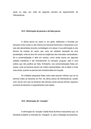 secar ou seja, por volta da segunda semana do aparecimento da
inflorescência.
10.5 - Eliminação de pencas e da falsa penca
A última penca do cacho é, em geral, defeituosa e formada por
bananas muito curtas ou até mesmo por bananas femininas e masculinas e por
isso são descartadas durante a embalagem em caixas. A sua eliminação é uma
técnica de manejo do cacho que, para ser adotada necessita de uma
ponderação, onde se leva em conta as exigências dos mercados compradores.
Se a comercialização é feita em cachos, como ainda ocorre em algumas
cidades brasileiras e até recentemente no mercado uruguaio, esta é uma
prática que não justifica ser feita. Entretanto, nas comercializações feitas em
caixas, onde as bananas devem ser melhor apresentadas, isto é válido e muito
mais ainda, quando as pencas são transformadas em buquês.
As múltiplas pesquisas feitas sobre este assunto indicam que ao se
eliminar todas as bananas em flor, da última penca da inflorescência, exceto
uma, faz-se com que as bananas das demais outras pencas tenham pequeno
aumento de tamanho e engordamento mais rápido.
10.6 - Eliminação do “coração”
A eliminação do “coração” (botão floral de flores masculinas) que, no
Nordeste brasileiro é chamado de “mangará”, é, para a fisiologia da bananeira,
 