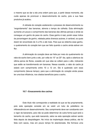 o mesmo que se dar a ela uma ordem para que, a partir desse momento, ela
cuide apenas de promover o desenvolvimento do cacho, pois a sua fase
produtiva já acabou.
A retirada do coração acelerando o processo de desenvolvimento ou
“engordamento” das bananas, abrevia o tempo de colheita. Esta eliminação
aumenta um pouco o comprimento das bananas das últimas pencas e ainda se
consegue um ganho de peso do cacho. Esse ganho é real, porém esse índice
da porcentagem de ganho, relatada pelos diversos autores, é variável, os quais
dizem ter encontrado de 3 a 5% e até mais. Para que se obtenha esse ganho,
o quebramento do coração tem que ser feito quando o cacho ainda estiver em
flor.
A eliminação do coração deve ser feita por meio do quebramento do
rabo-do-cacho bem junto a ele, por volta do 15° ao 20° dia, após a abertura da
última penca de flores, ocasião em que elas se voltam para o alto, indicando
que estão se transformando em bananas. Nessa ocasião, o rabo do cacho já
estará com comprimento entre 10 a 12 cm. Ele é quebrado com esse
comprimento (leia-se tempo), para que a eliminação do coração ainda possa
ter uma boa influência, nos citados benefícios para o cacho.
10.7 - Ensacamento dos cachos
Este título não corresponde a realidade do que se faz propriamente,
pois esta operação consiste em se vestir um tubo de polietileno na
inflorescência em desenvolvimento. Seu comprimento deve ser condizente com
o vigor da bananeira, pois não se pode determinar de outra forma qual será o
tamanho do cacho, que está nascendo, salvo se esta operação estiver sendo
feita depois da despistilagem. No início da implantação dessa prática, ela foi
feita com sacos, mas em pouco tempo foi abandonada. Ele formava uma
 