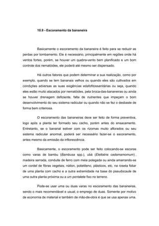 10.9 - Escoramento da bananeira
Basicamente o escoramento da bananeira é feito para se reduzir as
perdas por tombamento. Ele é necessário, principalmente em regiões onde há
ventos fortes, porém, se houver um quebra-vento bem planificado e um bom
controle dos nematóides, ele poderá até mesmo ser dispensado.
Há outros fatores que podem determinar a sua realização, como por
exemplo, quando se tem bananais velhos ou quando eles são cultivados em
condições adversas as suas exigências edafofitossanitárias ou seja, quando
eles estão muito atacados por nematóides, pela broca-das-bananeiras ou ainda
se houver drenagem deficiente, falta de nutrientes que impeçam o bom
desenvolvimento do seu sistema radicular ou quando não se fez o desbaste de
forma bem criteriosa.
O escoramento das bananeiras deve ser feito de forma preventiva,
logo após a planta ter formado seu cacho, porém antes do ensacamento.
Entretanto, se o bananal estiver com os rizomas muito aflorados ou seu
sistema radicular anormal, poderá ser necessário fazer-se o escoramento,
antes mesmo da emissão da inflorescência.
Basicamente, o escoramento pode ser feito colocando-se escoras
como varas de bambu (Bambusa spp.), ubá (Elettatria cadamamomum) ,
madeira serrada, conduite de ferro com meia polegada ou ainda amarrando-se
um cordel de fibras vegetais, náilon, polietileno, plásticos, etc. na roseta foliar
de uma planta com cacho e a outra extremidade na base do pseudocaule de
uma outra planta próxima ou a um pontalete fixo no terreno.
Pode-se usar uma ou duas varas no escoramento das bananeiras,
sendo o mais recomendável e usual‚ o emprego de duas. Somente por motivo
de economia de material e também de mão-de-obra é que se usa apenas uma.
 