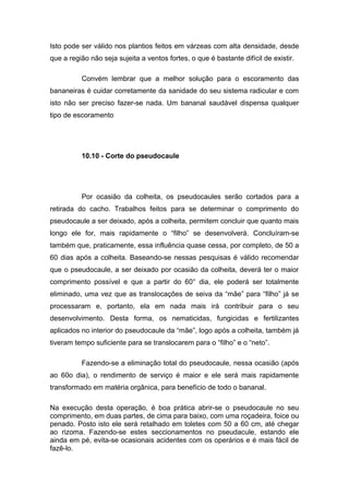 Isto pode ser válido nos plantios feitos em várzeas com alta densidade, desde
que a região não seja sujeita a ventos fortes, o que é bastante difícil de existir.
Convém lembrar que a melhor solução para o escoramento das
bananeiras é cuidar corretamente da sanidade do seu sistema radicular e com
isto não ser preciso fazer-se nada. Um bananal saudável dispensa qualquer
tipo de escoramento
10.10 - Corte do pseudocaule
Por ocasião da colheita, os pseudocaules serão cortados para a
retirada do cacho. Trabalhos feitos para se determinar o comprimento do
pseudocaule a ser deixado, após a colheita, permitem concluir que quanto mais
longo ele for, mais rapidamente o “filho” se desenvolverá. Concluíram-se
também que, praticamente, essa influência quase cessa, por completo, de 50 a
60 dias após a colheita. Baseando-se nessas pesquisas é válido recomendar
que o pseudocaule, a ser deixado por ocasião da colheita, deverá ter o maior
comprimento possível e que a partir do 60° dia, ele poderá ser totalmente
eliminado, uma vez que as translocações de seiva da “mãe” para “filho” já se
processaram e, portanto, ela em nada mais irá contribuir para o seu
desenvolvimento. Desta forma, os nematicidas, fungicidas e fertilizantes
aplicados no interior do pseudocaule da “mãe”, logo após a colheita, também já
tiveram tempo suficiente para se translocarem para o “filho” e o “neto”.
Fazendo-se a eliminação total do pseudocaule, nessa ocasião (após
ao 60o dia), o rendimento de serviço é maior e ele será mais rapidamente
transformado em matéria orgânica, para benefício de todo o bananal.
Na execução desta operação, é boa prática abrir-se o pseudocaule no seu
comprimento, em duas partes, de cima para baixo, com uma roçadeira, foice ou
penado. Posto isto ele será retalhado em toletes com 50 a 60 cm, até chegar
ao rizoma. Fazendo-se estes seccionamentos no pseudacule, estando ele
ainda em pé, evita-se ocasionais acidentes com os operários e é mais fácil de
fazê-lo.
 