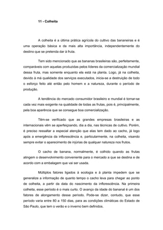 11 - Colheita
A colheita é a última prática agrícola do cultivo das bananeiras e é
uma operação básica e da mais alta importância, independentemente do
destino que se pretenda dar à fruta.
Tem sido mencionado que as bananas brasileiras são, perfeitamente,
comparáveis com aquelas produzidas pelos líderes da comercialização mundial
dessa fruta, mas somente enquanto ela está na planta. Logo, já na colheita,
devido à má qualidade dos serviços executados, inicia-se a destruição de todo
o esforço feito até então pelo homem e a natureza, durante o período de
produção.
A tendência do mercado consumidor brasileiro e mundial é tornar-se
cada vez mais exigente na qualidade de todas as frutas, pois é, principalmente,
pela boa aparência que se consegue boa comercialização.
Têm-se verificado que as grandes empresas brasileiras e as
internacionais vêm se aperfeiçoando, dia a dia, nas técnicas de cultivo. Porém,
é preciso ressaltar a especial atenção que elas tem dado ao cacho, já logo
após a emergência da inflorescência e, particularmente, na colheita, visando
sempre evitar o aparecimento de injúrias de qualquer natureza nos frutos.
O cacho de banana, normalmente, é colhido quando as frutas
atingem o desenvolvimento conveniente para o mercado a que se destina e de
acordo com a embalagem que vai ser usada.
Múltiplos fatores ligados à ecologia e à planta impedem que se
generalize a informação de quanto tempo o cacho leva para chegar ao ponto
de colheita, a partir da data do nascimento da inflorescência. Na primeira
colheita, esse período é o mais curto. O avanço da idade do bananal é um dos
fatores de alongamento desse período. Pode-se dizer, contudo, que esse
período varia entre 80 a 150 dias, para as condições climáticas do Estado de
São Paulo, que tem o verão e o inverno bem definidos.
 