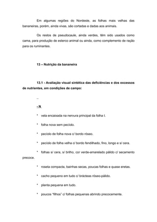 Em algumas regiões do Nordeste, as folhas mais velhas das
bananeiras, porém, ainda vivas, são cortadas e dadas aos animais.
Os restos de pseudocaule, ainda verdes, têm sido usados como
cama, para produção de esterco animal ou ainda, como complemento de ração
para os ruminantes.
13 – Nutrição da bananeira
13.1 - Avaliação visual sintética das deficiências e dos excessos
de nutrientes, em condições de campo:
- N
* vela encaixada na nervura principal da folha I.
* folha nova sem pecíolo.
* pecíolo de folha nova c/ bordo róseo.
* pecíolo de folha velha c/ bordo fendilhado, fino, longo e s/ cera.
* folhas s/ cera, s/ brilho, cor verde-amarelado pálido c/ secamento
precoce.
* roseta compacta, bainhas secas, poucas folhas e quase eretas.
* cacho pequeno em tudo c/ brácteas róseo-pálido.
* planta pequena em tudo.
* poucos “filhos” c/ folhas pequenas abrindo precocemente.
 