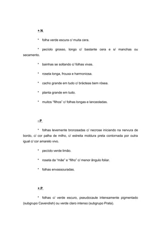 + N
* folha verde escura c/ muita cera.
* pecíolo grosso, longo c/ bastante cera e s/ manchas ou
secamento.
* bainhas se soltando c/ folhas vivas.
* roseta longa, frouxa e harmoniosa.
* cacho grande em tudo c/ brácteas bem rósea.
* planta grande em tudo.
* muitos “filhos” c/ folhas longas e lanceoladas.
- P
* folhas levemente bronzeadas c/ necrose iniciando na nervura de
bordo, c/ cor palha de milho, c/ estreita moldura preta contornada por outra
igual c/ cor amarelo vivo.
* pecíolo verde limão.
* roseta da “mãe” e “filho” c/ menor ângulo foliar.
* folhas envassouradas.
+ P
* folhas c/ verde escuro, pseudocaule intensamente pigmentado
(subgrupo Cavendish) ou verde claro intenso (subgrupo Prata).
 