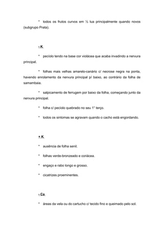 * todos os frutos curvos em ½ lua principalmente quando novos
(subgrupo Prata).
- K
* pecíolo tendo na base cor violácea que acaba invadindo a nervura
principal.
* folhas mais velhas amarelo-canário c/ necrose negra na ponta,
havendo enrolamento da nervura principal p/ baixo, ao contrário da folha de
samambaia.
* salpicamento de ferrugem por baixo da folha, começando junto da
nervura principal.
* folha c/ pecíolo quebrado no seu 1° terço.
* todos os sintomas se agravam quando o cacho está engordando.
+ K
* ausência de folha senil.
* folhas verde-bronzeado e coriácea.
* engaço e rabo longo e grosso.
* cicatrizes proeminentes.
- Ca
* áreas da vela ou do cartucho c/ tecido fino e queimado pelo sol.
 