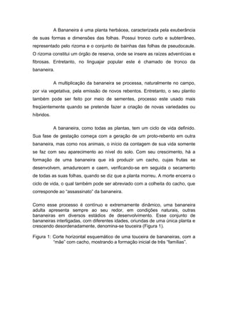 A Bananeira é uma planta herbácea, caracterizada pela exuberância
de suas formas e dimensões das folhas. Possui tronco curto e subterrâneo,
representado pelo rizoma e o conjunto de bainhas das folhas de pseudocaule.
O rizoma constitui um órgão de reserva, onde se insere as raízes adventícias e
fibrosas. Entretanto, no linguajar popular este é chamado de tronco da
bananeira.
A multiplicação da bananeira se processa, naturalmente no campo,
por via vegetativa, pela emissão de novos rebentos. Entretanto, o seu plantio
também pode ser feito por meio de sementes, processo este usado mais
freqüentemente quando se pretende fazer a criação de novas variedades ou
híbridos.
A bananeira, como todas as plantas, tem um ciclo de vida definido.
Sua fase de gestação começa com a geração de um proto-rebento em outra
bananeira, mas como nos animais, o início da contagem de sua vida somente
se faz com seu aparecimento ao nível do solo. Com seu crescimento, há a
formação de uma bananeira que irá produzir um cacho, cujas frutas se
desenvolvem, amadurecem e caem, verificando-se em seguida o secamento
de todas as suas folhas, quando se diz que a planta morreu. A morte encerra o
ciclo de vida, o qual também pode ser abreviado com a colheita do cacho, que
corresponde ao “assassinato” da bananeira.
Como esse processo é contínuo e extremamente dinâmico, uma bananeira
adulta apresenta sempre ao seu redor, em condições naturais, outras
bananeiras em diversos estádios de desenvolvimento. Esse conjunto de
bananeiras interligadas, com diferentes idades, oriundas de uma única planta e
crescendo desordenadamente, denomina-se touceira (Figura 1).
Figura 1: Corte horizontal esquemático de uma touceira de bananeiras, com a
“mãe” com cacho, mostrando a formação inicial de três “famílias”.
 