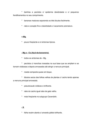 * bainhas e pecíolos c/ epiderme desidratada e c/ pequenos
fendilhamentos no seu comprimento.
* bananas maduras separando os três lóculos facilmente.
* rabo e coração fino e desidratado c/ secamento prematuro.
+ Mg
* pouco freqüente e s/ sintomas típicos.
- Mg e - Ca (Azul-da-bananeira)
* todos os sintomas de - Mg.
* pecíolos c/ manchas roxeadas na sua base que se ampliam e se
tornam violáceas e depois arroxeadas até atingir a nervura principal.
* roseta compacta quase em leque.
* lóbulos secos das folhas velhas de plantas c/ cacho tendo apenas
a nervura principal arroxeada.
* pseudocaule violáceo e brilhante.
* rabo do cacho igual rabo de gato velho.
* mais freqüente no subgrupo Cavendish.
- S
* folha recém aberta c/ amarelo pálido brilhante.
 
