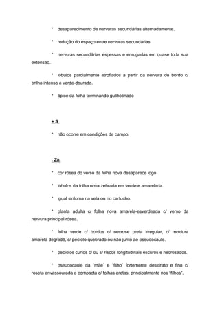 * desaparecimento de nervuras secundárias alternadamente.
* redução do espaço entre nervuras secundárias.
* nervuras secundárias espessas e enrugadas em quase toda sua
extensão.
* lóbulos parcialmente atrofiados a partir da nervura de bordo c/
brilho intenso e verde-dourado.
* ápice da folha terminando guilhotinado
+ S
* não ocorre em condições de campo.
- Zn
* cor rósea do verso da folha nova desaparece logo.
* lóbulos da folha nova zebrada em verde e amarelada.
* igual sintoma na vela ou no cartucho.
* planta adulta c/ folha nova amarela-esverdeada c/ verso da
nervura principal rósea.
* folha verde c/ bordos c/ necrose preta irregular, c/ moldura
amarela degradê, c/ pecíolo quebrado ou não junto ao pseudocaule.
* pecíolos curtos c/ ou s/ riscos longitudinais escuros e necrosados.
* pseudocaule da “mãe” e “filho” fortemente desidrato e fino c/
roseta envassourada e compacta c/ folhas eretas, principalmente nos “filhos”.
 