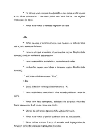 * no campo só c/ excesso de adubação, o que deixa a vela branca
e as folhas amareladas c/ necroses pretas nos seus bordos, nas regiões
medianas e do ápice.
* folhas mais velhas c/ necrose negra em toda ela.
- Mn
* folhas opacas c/ amarelecimento nas margens c/ estreita faixa
verde junto a nervura de bordo.
* nervura principal amarelada c/ pontuações negras (Deightoniella
torulosa) e lóbulos levemente desverdecido.
* nervura secundária amarelada c/ verde claro entre elas.
* pontuações negras nas folhas e bananas verdes (Deightoniella
torulosa).
* sintomas mais intensos nos “filhos”.
+ Mn
* planta toda com verde opaco semelhante a - N.
* nervuras de bordo realçadas c/ faixa amarelo pálido em dente de
serra.
* folhas com faixa ferruginosa, salpicada de plaquetas douradas
fosca, apenas nos 2 a 5 cm da nervura de bordo.
* últimos 20 a 30 cm do ápice da folha velha c/ ferrugem.
* folhas mais velhas c/ pecíolo quebrado junto ao pseudocaule.
* folhas caídas acabam ficando c/ amarelo senil, impregnadas de
ferrugem contendo salpiques de plaquetas douradas.
 