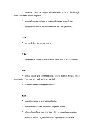 * bananas curtas e magras despencando após a climatização,
como se tivesse faltado oxigênio.
* cachos finos, compridos c/ engaços longos e muito finos.
* brácteas c/ intensas estrias verdes no seu comprimento.
- Cu
* em condições de campo é raro.
+ Cu
* pode ocorrer devido a aplicação de fungicidas que o contenham.
- Fe
* folhas quase que só lanceoladas sendo, quando novas, branco
amareladas c/ nervura principal verde acinzentado.
* só ocorre em solos c/ pH maior que 7.
+ Fe
* pouco freqüente e só em solos ácidos.
* folha c/ estreita faixa necrosada negra no bordo.
* folha velha c/ faixa semelhante a + Mn s/ plaquetas douradas.
* esparsas estrias negras salpicando a parte não necrosada.
 