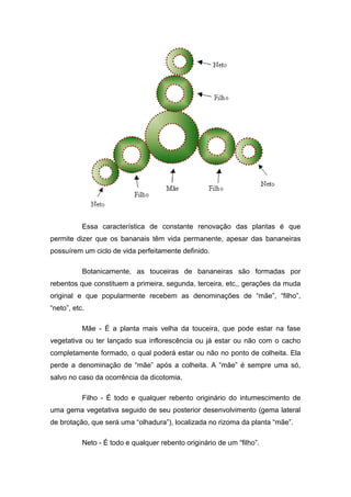 Essa característica de constante renovação das plantas é que
permite dizer que os bananais têm vida permanente, apesar das bananeiras
possuírem um ciclo de vida perfeitamente definido.
Botanicamente, as touceiras de bananeiras são formadas por
rebentos que constituem a primeira, segunda, terceira, etc., gerações da muda
original e que popularmente recebem as denominações de “mãe”, “filho”,
“neto”, etc.
Mãe - É a planta mais velha da touceira, que pode estar na fase
vegetativa ou ter lançado sua inflorescência ou já estar ou não com o cacho
completamente formado, o qual poderá estar ou não no ponto de colheita. Ela
perde a denominação de “mãe” após a colheita. A “mãe” é sempre uma só,
salvo no caso da ocorrência da dicotomia.
Filho - É todo e qualquer rebento originário do intumescimento de
uma gema vegetativa seguido de seu posterior desenvolvimento (gema lateral
de brotação, que será uma “olhadura”), localizada no rizoma da planta “mãe”.
Neto - É todo e qualquer rebento originário de um “filho”.
 
