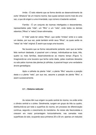 Irmão - É todo rebento que se forma devido ao desenvolvimento de
outra “olhadura” de um mesmo rizoma. Isso quase sempre ocorre mais de uma
vez, o que dá origem a uma irmandade, cujo número é bastante variável.
Família - É um conjunto de rizomas interligados e descendentes,
representados pela “mãe”, um “filho” e um “neto”, onde todos os demais
rebentos (“filhos” e “netos”) foram eliminados.
A “mãe” pode ter vários “filhos”, que serão “irmãos” entre si e cada
um destes, por sua vez, pode também emitir seus “filhos”, os quais serão os
“netos” da “mãe” original. É assim que surge uma touceira.
Na touceira que se forma naturalmente portanto, sem que se tenha
feito nenhum desbaste, é possível com o tempo, individualizar-se duas, três,
quatro ou mais famílias, desenvolvendo-se ao mesmo tempo (Figura 1).
Imaginando-se uma touceira que tenha certa idade, pelas cicatrizes deixados
no solo pelos rizomas das plantas já colhidas, é possível traçar uma verdadeira
árvore genealógica.
Após a colheita da planta “mãe”, a planta “filho” assume a posição
desta e a planta “neto”, por sua vez, assume a posição de planta “filho”, e
assim sucessivamente.
4.1 – Sistema radicular
As raízes têm sua origem na parte central do rizoma, na união entre
o cilindro central e o córtex. Geralmente, surgem em grupo de três ou quatro,
distribuindo-se por toda a superfície do rizoma, em processo de diferenciação
contínua, segundo o crescimento do meristema. As raízes são fasciculadas e
crescem em maior porcentagem horizontalmente, nas camadas mais
superficiais do solo, ocupando seus primeiros 20 a 30 cm; apenas um reduzido
 