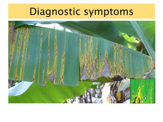 Diagnostic symptoms
 