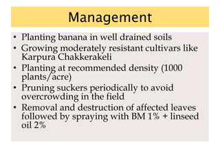 Management
• Planting banana in well drained soils
• Growing moderately resistant cultivars like
Karpura Chakkerakeli
• Planting at recommended density (1000
plants/acre)
• Pruning suckers periodically to avoid
overcrowding in the field
• Removal and destruction of affected leaves
followed by spraying with BM 1% + linseed
oil 2%
 