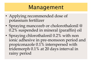 Management
• Applying recommended dose of
potassium fertilizer
• Spraying mancozeb or cholorothalonil @
0.2% suspended in mineral (paraffin) oil
• Spraying chlorothalonil 0.2% with non
ionic adhesive in pre-monsoon period and
propiconazole 0.1% interspersed with
tridemorph 0.1% at 20 days interval in
rainy period
 