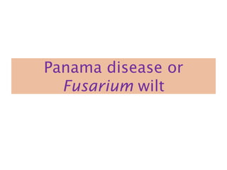 Panama disease or
Fusarium wilt
 