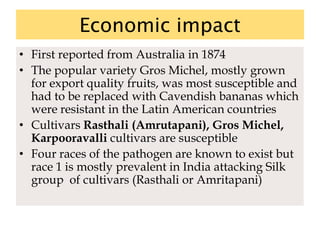 Economic impact
• First reported from Australia in 1874
• The popular variety Gros Michel, mostly grown
for export quality fruits, was most susceptible and
had to be replaced with Cavendish bananas which
were resistant in the Latin American countries
• Cultivars Rasthali (Amrutapani), Gros Michel,
Karpooravalli cultivars are susceptible
• Four races of the pathogen are known to exist but
race 1 is mostly prevalent in India attacking Silk
group of cultivars (Rasthali or Amritapani)
 