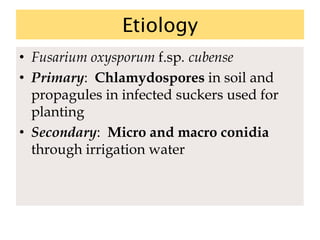 Etiology
• Fusarium oxysporum f.sp. cubense
• Primary: Chlamydospores in soil and
propagules in infected suckers used for
planting
• Secondary: Micro and macro conidia
through irrigation water
 