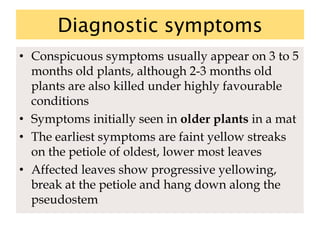 Diagnostic symptoms
• Conspicuous symptoms usually appear on 3 to 5
months old plants, although 2-3 months old
plants are also killed under highly favourable
conditions
• Symptoms initially seen in older plants in a mat
• The earliest symptoms are faint yellow streaks
on the petiole of oldest, lower most leaves
• Affected leaves show progressive yellowing,
break at the petiole and hang down along the
pseudostem
 