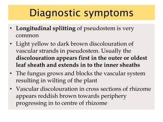 Diagnostic symptoms
• Longitudinal splitting of pseudostem is very
common
• Light yellow to dark brown discolouration of
vascular strands in pseudostem. Usually the
discolouration appears first in the outer or oldest
leaf sheath and extends in to the inner sheaths
• The fungus grows and blocks the vascular system
resulting in wilting of the plant
• Vascular discolouration in cross sections of rhizome
appears reddish brown towards periphery
progressing in to centre of rhizome
 