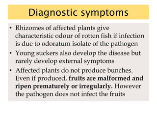 Diagnostic symptoms
• Rhizomes of affected plants give
characteristic odour of rotten fish if infection
is due to odoratum isolate of the pathogen
• Young suckers also develop the disease but
rarely develop external symptoms
• Affected plants do not produce bunches.
Even if produced, fruits are malformed and
ripen prematurely or irregularly. However
the pathogen does not infect the fruits
 