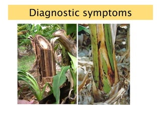 Diagnostic symptoms
 