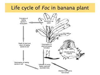 Life cycle of Foc in banana plant
 