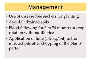Management
• Use of disease free suckers for planting
• Avoid ill drained soils
• Flood fallowing for 6 to 24 months or crop
rotation with puddle rice
• Application of lime (1-2 kg/pit) to the
infected pits after chopping of the plants
parts
 
