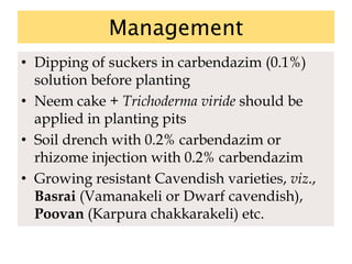 Management
• Dipping of suckers in carbendazim (0.1%)
solution before planting
• Neem cake + Trichoderma viride should be
applied in planting pits
• Soil drench with 0.2% carbendazim or
rhizome injection with 0.2% carbendazim
• Growing resistant Cavendish varieties, viz.,
Basrai (Vamanakeli or Dwarf cavendish),
Poovan (Karpura chakkarakeli) etc.
 