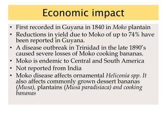 Economic impact
• First recorded in Guyana in 1840 in Moko plantain
• Reductions in yield due to Moko of up to 74% have
been reported in Guyana.
• A disease outbreak in Trinidad in the late 1890’s
caused severe losses of Moko cooking bananas.
• Moko is endemic to Central and South America
• Not reported from India
• Moko disease affects ornamental Heliconia spp. It
also affects commonly grown dessert bananas
(Musa), plantains (Musa paradisiaca) and cooking
bananas
 