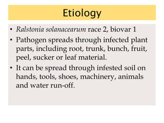 Etiology
• Ralstonia solanacearum race 2, biovar 1
• Pathogen spreads through infected plant
parts, including root, trunk, bunch, fruit,
peel, sucker or leaf material.
• It can be spread through infested soil on
hands, tools, shoes, machinery, animals
and water run-off.
 