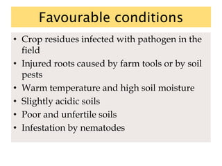 Favourable conditions
• Crop residues infected with pathogen in the
field
• Injured roots caused by farm tools or by soil
pests
• Warm temperature and high soil moisture
• Slightly acidic soils
• Poor and unfertile soils
• Infestation by nematodes
 