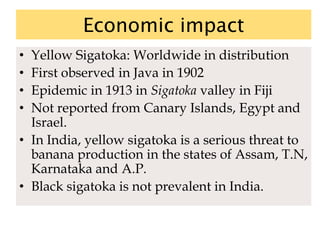 Economic impact
• Yellow Sigatoka: Worldwide in distribution
• First observed in Java in 1902
• Epidemic in 1913 in Sigatoka valley in Fiji
• Not reported from Canary Islands, Egypt and
Israel.
• In India, yellow sigatoka is a serious threat to
banana production in the states of Assam, T.N,
Karnataka and A.P.
• Black sigatoka is not prevalent in India.
 