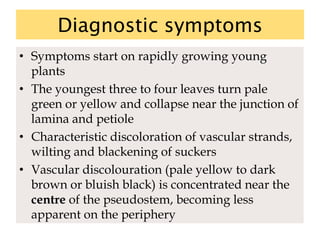 Diagnostic symptoms
• Symptoms start on rapidly growing young
plants
• The youngest three to four leaves turn pale
green or yellow and collapse near the junction of
lamina and petiole
• Characteristic discoloration of vascular strands,
wilting and blackening of suckers
• Vascular discolouration (pale yellow to dark
brown or bluish black) is concentrated near the
centre of the pseudostem, becoming less
apparent on the periphery
 