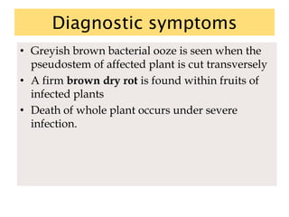 Diagnostic symptoms
• Greyish brown bacterial ooze is seen when the
pseudostem of affected plant is cut transversely
• A firm brown dry rot is found within fruits of
infected plants
• Death of whole plant occurs under severe
infection.
 