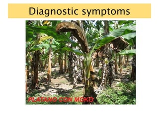 Diagnostic symptoms
 