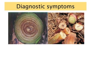 Diagnostic symptoms
 